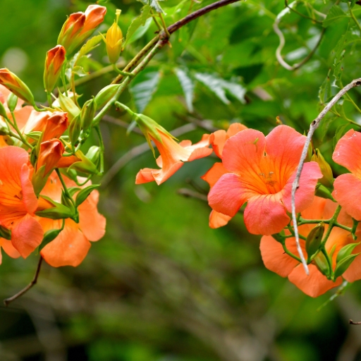 Orange Trumpet Creeper (Campsis radicans)