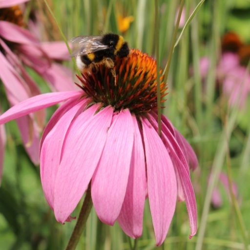 Purple Coneflower (Echinacea purpurea)