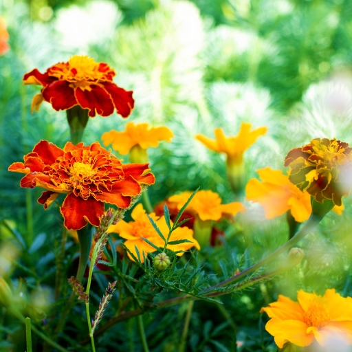 Queen Sophia Marigold (Tagetes patula ‘Queen Sophia’)