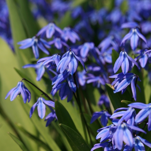 Scilla (Scilla siberica – Siberian Squill)