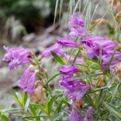 Uinta Basin Beardtongue (Penstemon uintahensis – native to western U.S.)