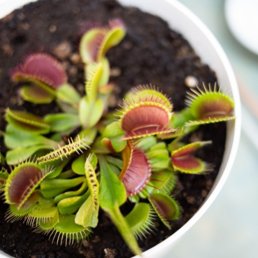 Venus Flytrap Flower (Dionaea muscipula)