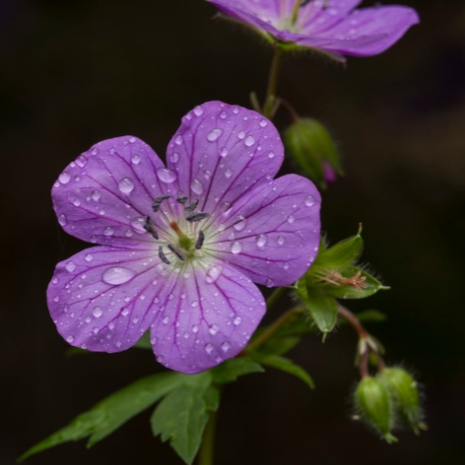 Wild Geranium (Geranium maculatum)