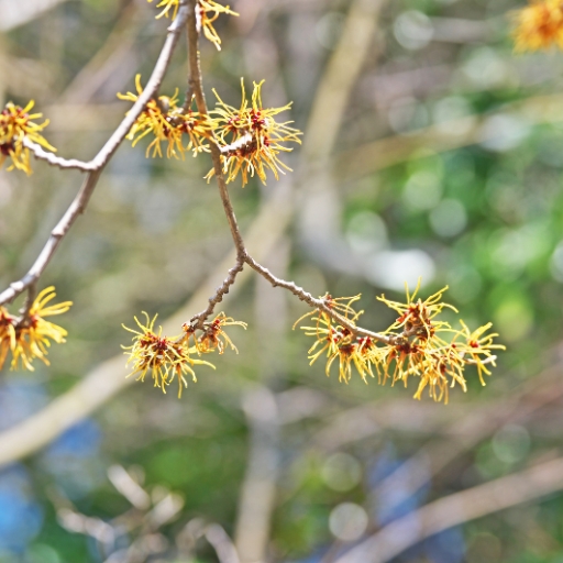 Xylosma Flower (Xylosma congestum – flowering shrub with small yellow blooms)
