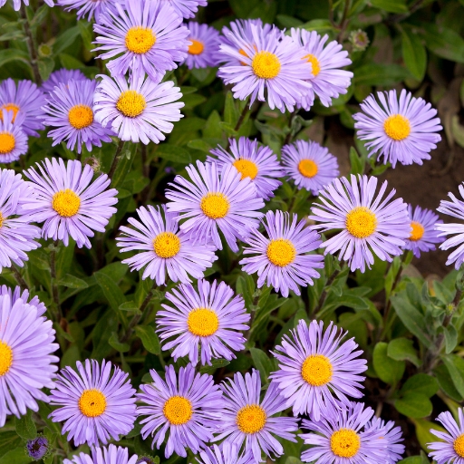 Aster