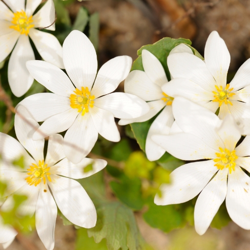 Bloodroot