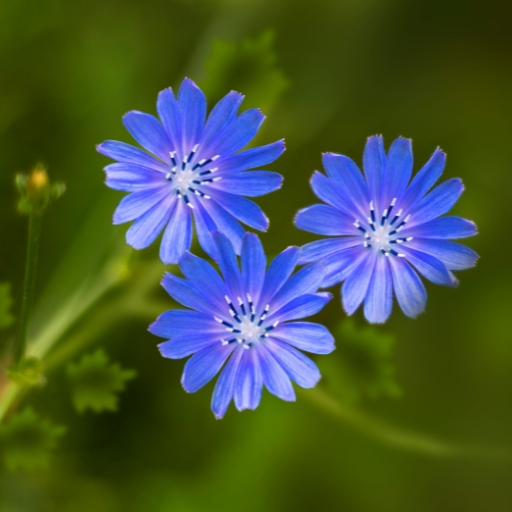 Chicory