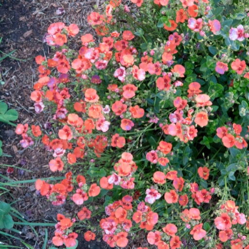 Diascia (Diascia spp.)