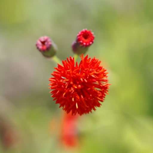 Emilia (Emilia coccinea – Tassel Flower)