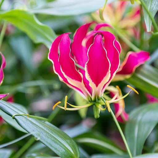 Glory Lily (Gloriosa superba)