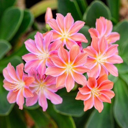 Lewisia (Lewisia cotyledon)