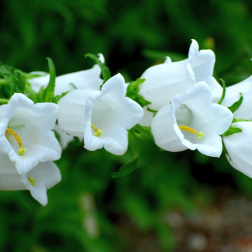 Nettle-leaved Bellflower (Campanula trachelium)