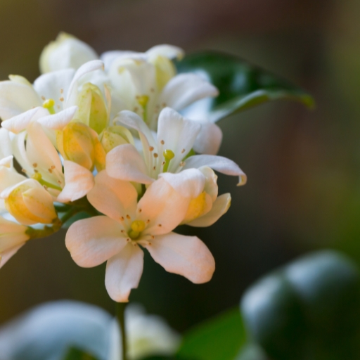 Orange Jessamine (Murraya paniculata)