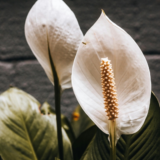 Peace Lily (Spathiphyllum spp.)