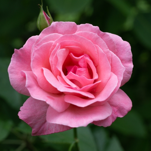 Queen Elizabeth Rose (Rosa ‘Queen Elizabeth’)