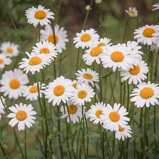 Shasta Daisy (Leucanthemum × superbum)