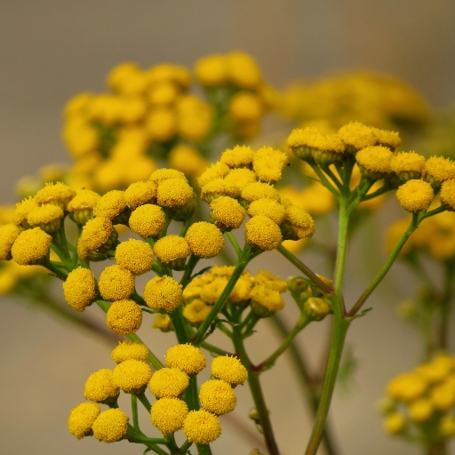 Tansy (Tanacetum vulgare)