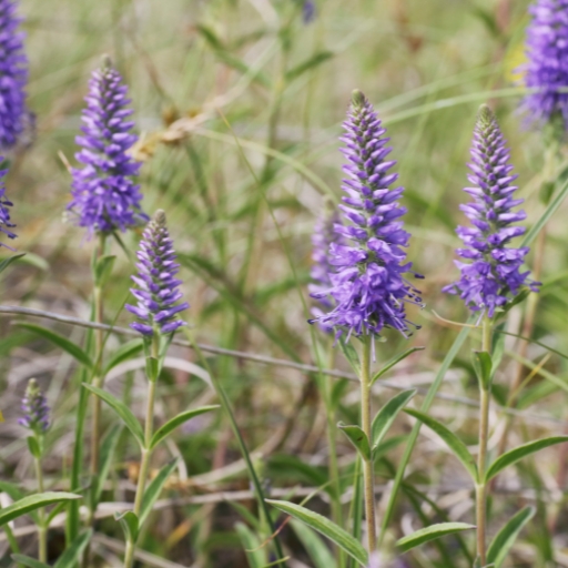 Veronica (Veronica spicata – Speedwell)