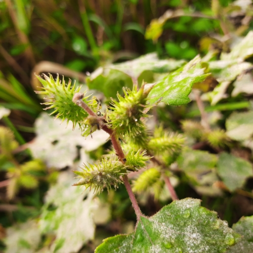 Xanthium Flower (Xanthium strumarium – Common Cocklebur)