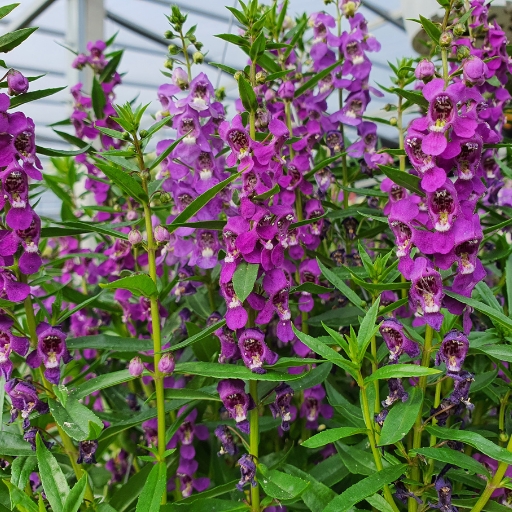 Angelonia