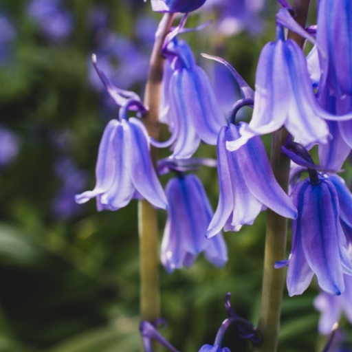 Bluebell