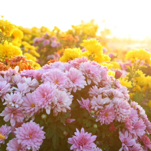 Chrysanthemum