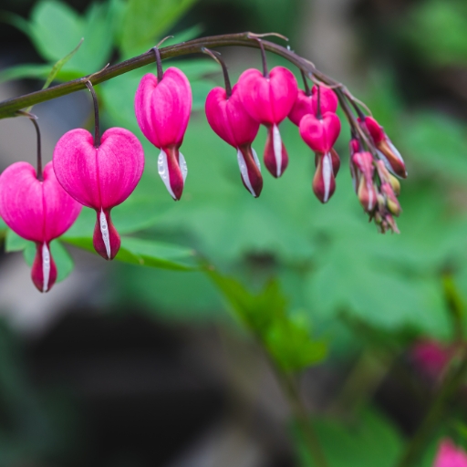 Dicentra (Bleeding Heart) (Dicentra spectabilis)