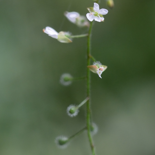 Enchanterβs Nightshade (Circaea lutetiana)