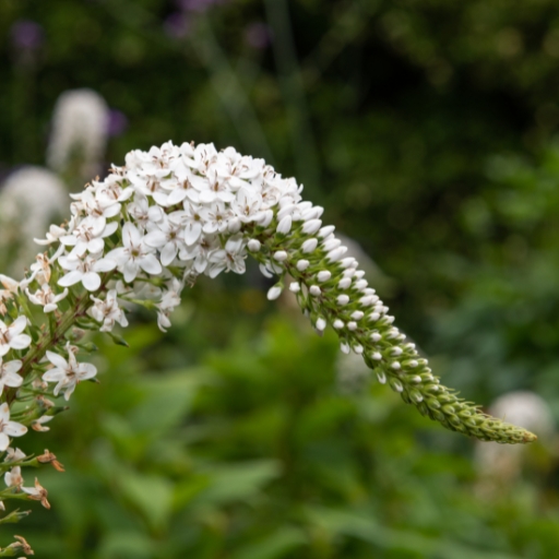 Gooseneck Loosestrife (Lysimachia clethroides)