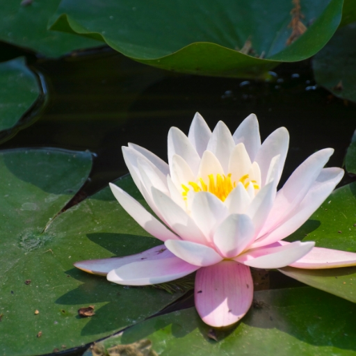 Lotus (Nelumbo nucifera)
