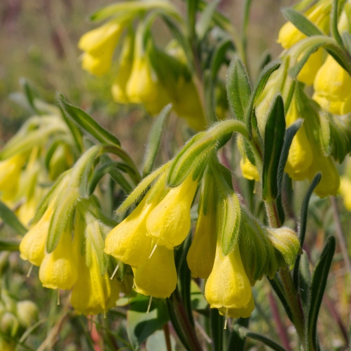 Onosma (Onosma echioides – Golden Drop)