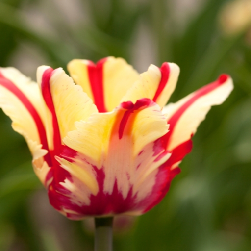 Parrot Tulip (Tulipa gesneriana var.)
