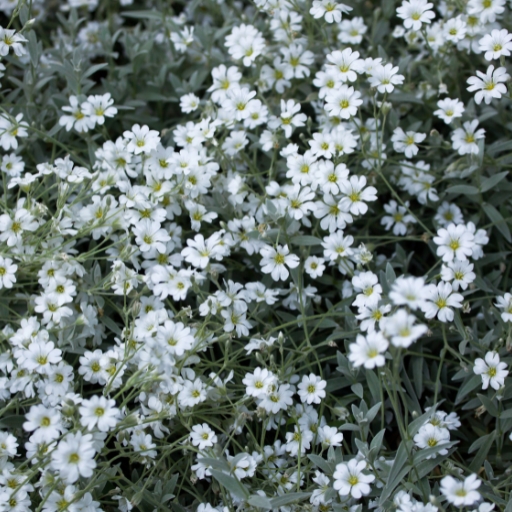 Snow-in-Summer (Cerastium tomentosum)