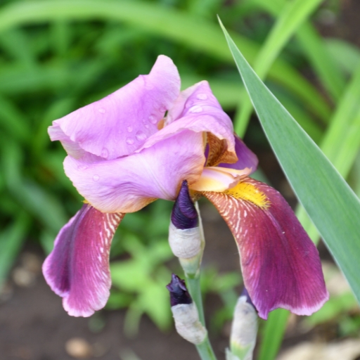 Tall Bearded Iris (Iris germanica)