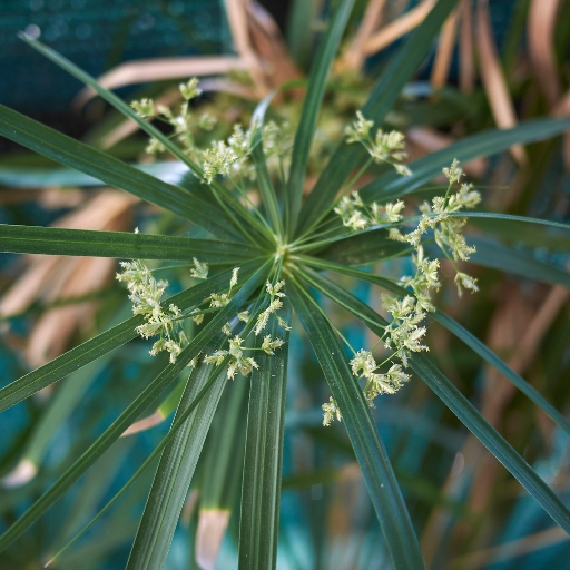 Umbrella Sedge Flower (Cyperus alternifolius – ornamental grass with bloom)