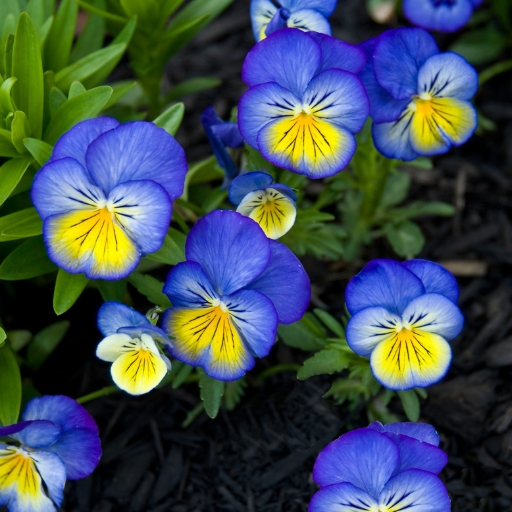 Viola Tricolor (Viola tricolor – Johnny Jump-Up)