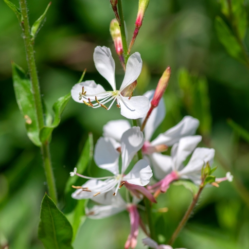Whirling Butterflies (Gaura lindheimeri)