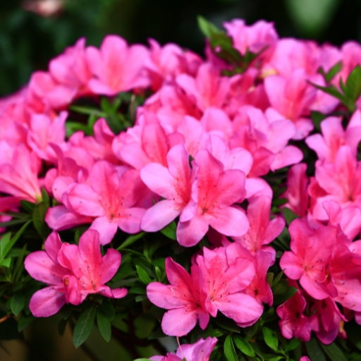 Azalea