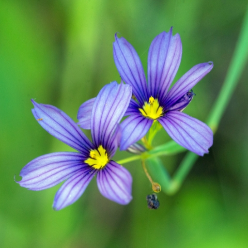 Blue-eyed Grass