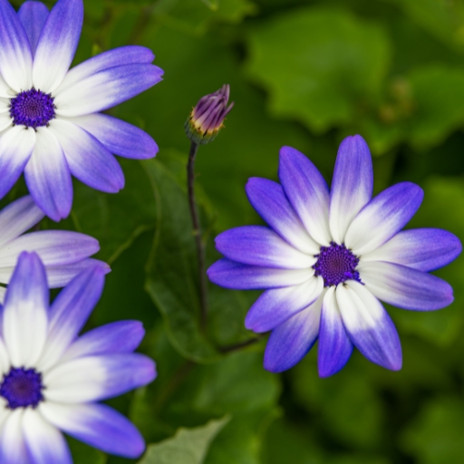 Cineraria