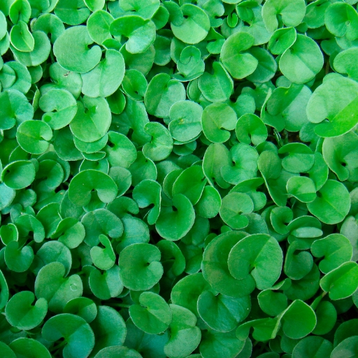 Dichondra (flowering type) (Dichondra repens)