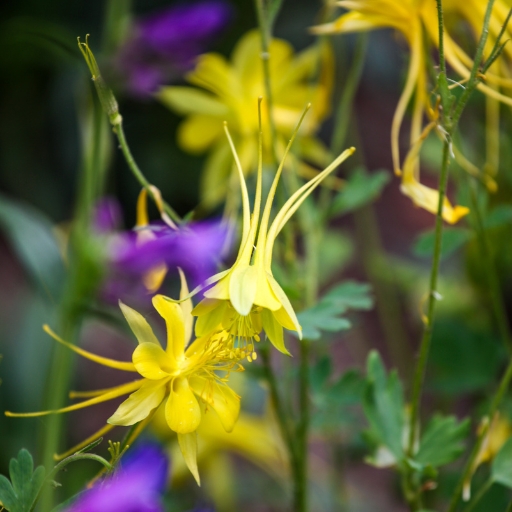 Golden Columbine (Aquilegia chrysantha)