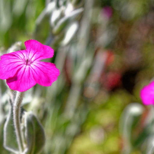 Lychnis (Lychnis coronaria – Rose Campion)