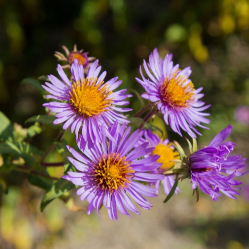 New York Aster (Symphyotrichum novi-belgii)