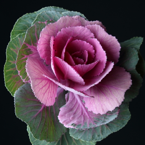 Ornamental Kale (Brassica oleracea – flowering variety)