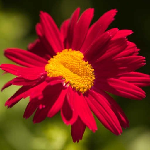Painted Daisy (Tanacetum coccineum)