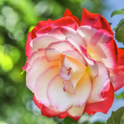 Queen Sirikit Rose (Hybrid Tea Rose)