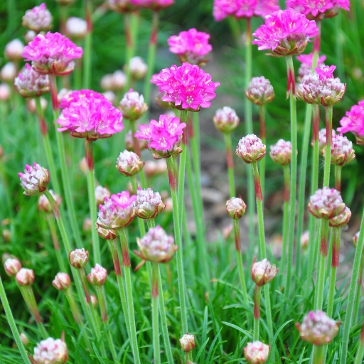 Sea Thrift (Armeria maritima)
