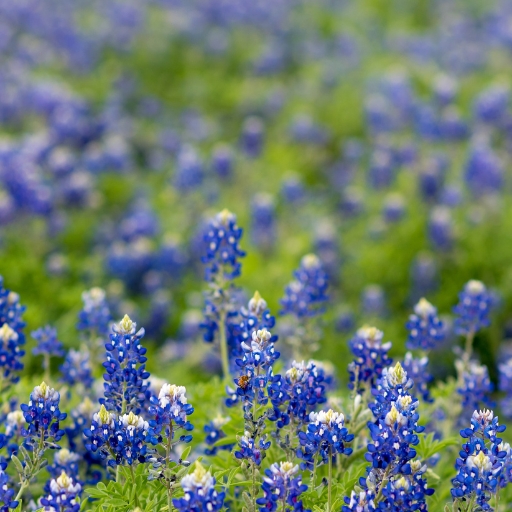 Texas Bluebonnet (Lupinus texensis)