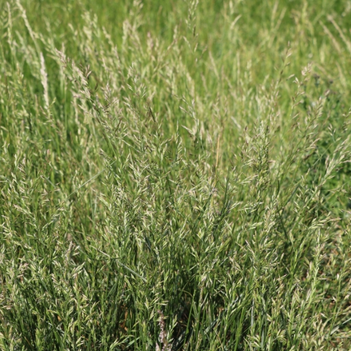 Urochloa Flower (Urochloa brizantha – flowering grass used in landscaping)